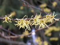 Vilín japonský (Hamamelis japonica)
