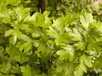Hloh jednosemenný (Crataegus monogyna)