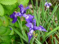 Kosatec sibiřský (Iris sibirica)