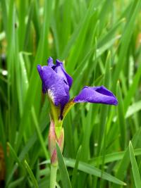 Kosatec sibiřský (Iris sibirica)