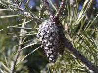 Borovice lesní (Pinus sylvestris)