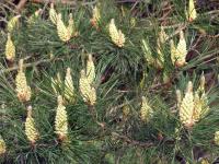 Borovice lesní (Pinus sylvestris)