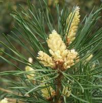 Borovice lesní (Pinus sylvestris)