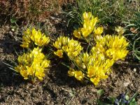 Šafrán zlatý (Crocus chrysanthus)