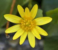 Orsej jarní (Ficaria verna)