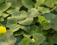 Orsej jarní (Ficaria verna)