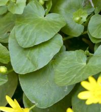 Orsej jarní (Ficaria verna)