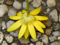 Orsej jarní (Ficaria verna)