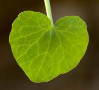 Orsej jarní (Ficaria verna)