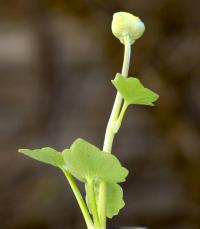 Orsej jarní (Ficaria verna)