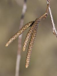 Bříza bělokorá (Betula pendula)
