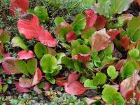 Bergenie srdčitá (Bergenia cordifolia)