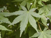 Acer palmatum   Fächerahorn Blätter