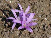 Ocúnovec jarní (Colchicum bulbocodium)