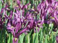 Kosatec síťkovaný (Iris reticulata)