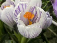 Šafrán jarní 'Pickwick' (Crocus vernus)