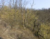 Dřín jarní (Cornus mas)
