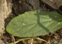 Zběhovec plazivý (Ajuga reptans)