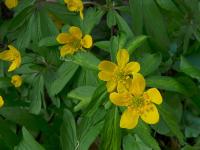 Sasanka pryskyřníkovitá (Anemone ranunculoides)