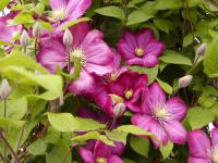 Powojnik (Clematis)