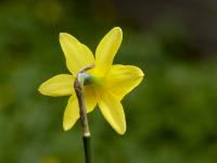 Narcis 'Tete a Tete' - Ostatní narcisy (Narcissus)