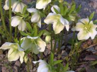 Čemeřice černá (Helleborus niger)