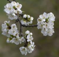 Slivoň švestka (Prunus domestica)