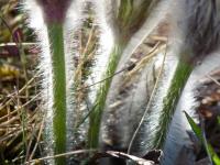Koniklec velkokvětý (Pulsatilla grandis)
