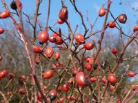 Růže šípková (Rosa canina)