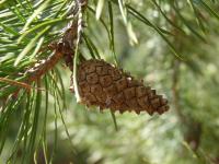 Borovice lesní (Pinus sylvestris)