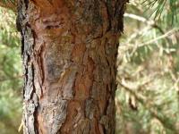 Borovice lesní (Pinus sylvestris)