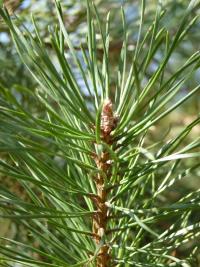 Borovice lesní (Pinus sylvestris)
