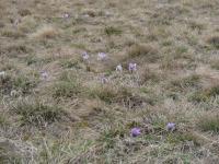 Koniklec velkokvětý (Pulsatilla grandis)