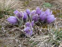 Koniklec velkokvětý (Pulsatilla grandis)