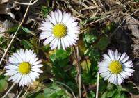 Sedmikráska obecná (Bellis perennis)