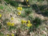 Dřín jarní (Cornus mas)