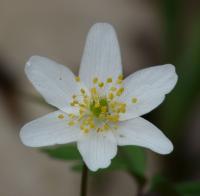 Zawilec gajowy (Anemone nemorosa)