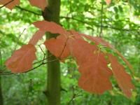 Dub červený (Quercus rubra)