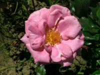 Růže 'Shocking Blue' - Mnohokvěté růže (Rosa)