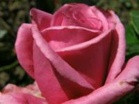 Růže 'Shocking Blue' - Mnohokvěté růže (Rosa)