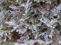 Cypřišek Lawsonův 'Columnaris Glauca' (Chamaecyparis lawsoniana)