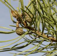 Borovice lesní (Pinus sylvestris)