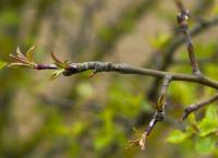 Jabloň lesní (Malus sylvestris)