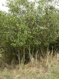 Slivoň švestka (Prunus domestica)