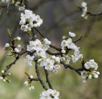 Slivoň švestka (Prunus domestica)