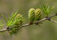 Modřín opadavý - samičí šištice (Larix decidua)