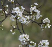Slivoň švestka (Prunus domestica)