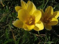 Šafrán jarní (Crocus vernus)