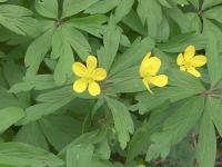Sasanka pryskyřníkovitá (Anemone ranunculoides)