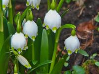 Bledule jarní (Leucojum vernum)